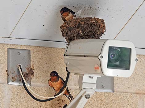 Barn Swallow (Hirundo rustica)