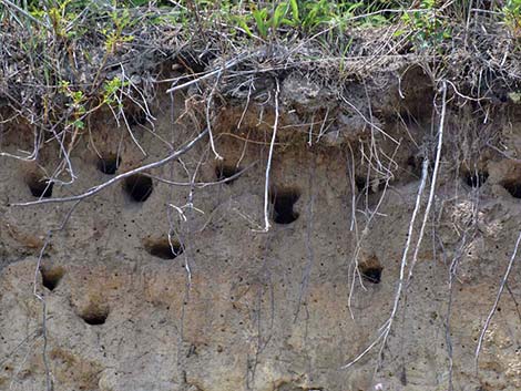 Bank Swallow (Riparia riparia)