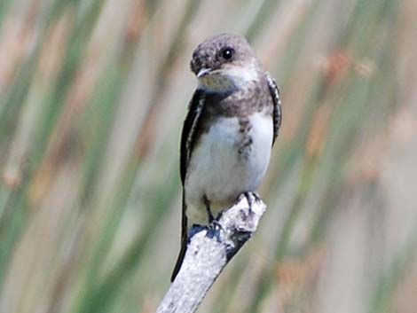 Bank Swallow (Riparia riparia)