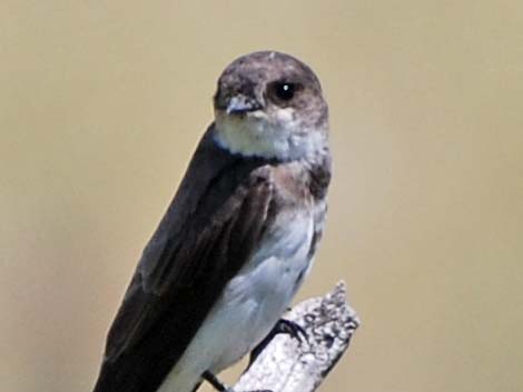 Bank Swallow (Riparia riparia)