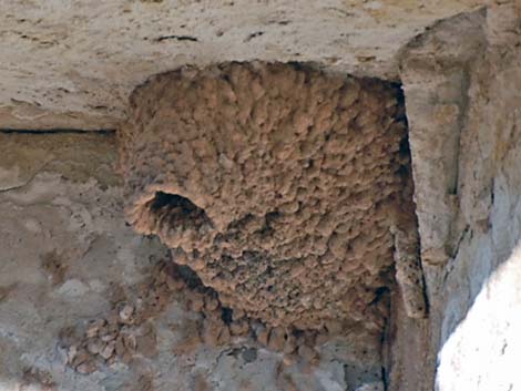 Cliff Swallow (Petrochelidon pyrrhonota)