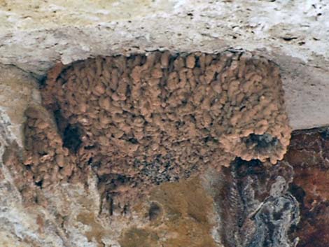 Cliff Swallow (Petrochelidon pyrrhonota)