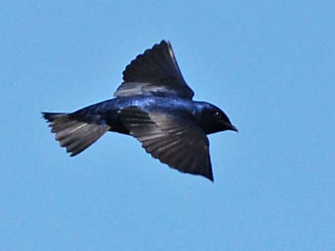 Purple Martin (Progne subis)