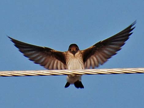 Northern Rough-winged Swallow (Stelgidopteryx serripennis)