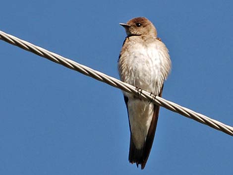 Northern Rough-winged Swallow (Stelgidopteryx serripennis)