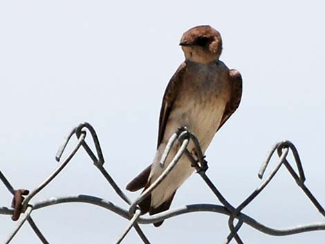 Northern Rough-winged Swallow (Stelgidopteryx serripennis)