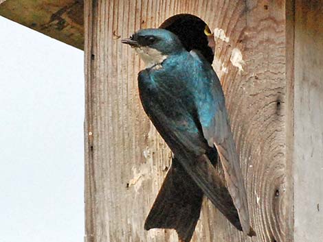 Tree Swallow (Tachycineta bicolor)