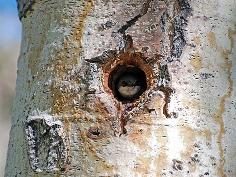 Tree Swallow (Tachycineta bicolor)