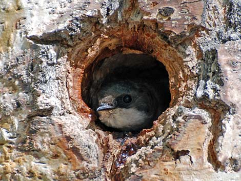 Tree Swallow (Tachycineta bicolor)