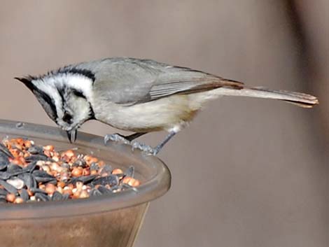 Bridled Titmouse (Baeolophus wollweberi)