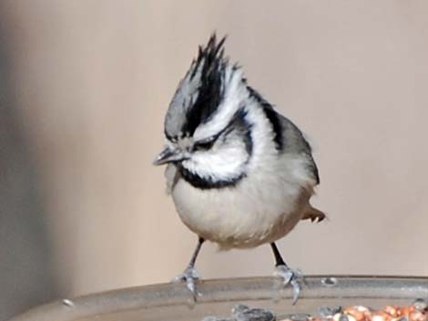 Bridled Titmouse (Baeolophus wollweberi)