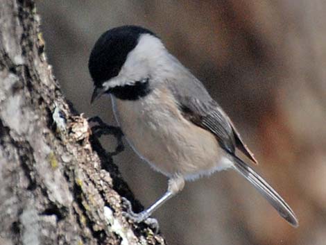 Carolina Chickadee (Poecile carolinensis)