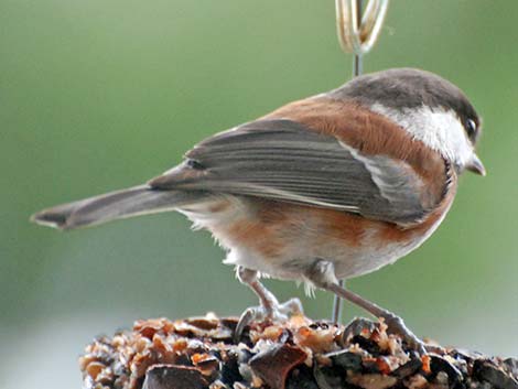 Chestnut-backed Chickadee (Poecile rufescens)