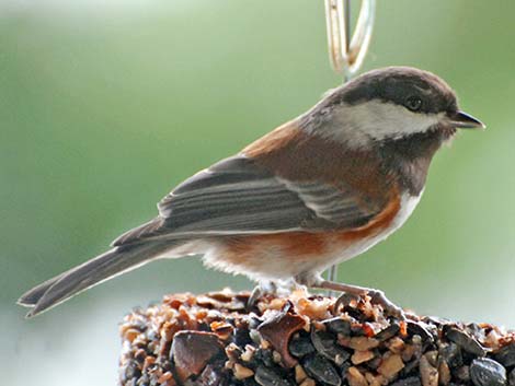 Chestnut-backed Chickadee (Poecile rufescens)