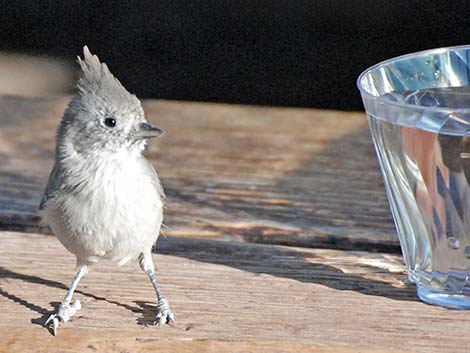 Juniper Titmouse (Baeolophus ridgwayi)