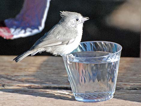 Juniper Titmouse (Baeolophus ridgwayi)