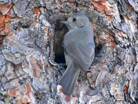 Juniper Titmouse (Baeolophus ridgwayi)