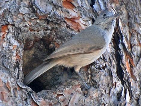 Juniper Titmouse (Baeolophus ridgwayi)