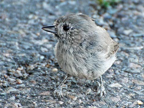 Juniper Titmouse (Baeolophus ridgwayi)