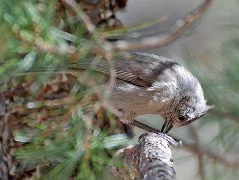 Juniper Titmouse (Baeolophus ridgwayi)