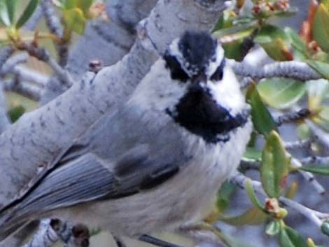 Mountain Chickadee (Poecile gambeli)