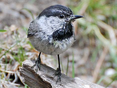 Mountain Chickadee (Poecile gambeli)