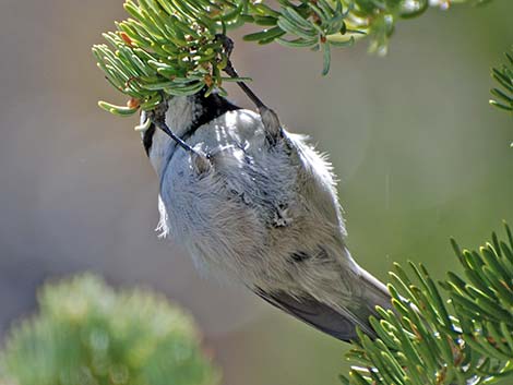 Mountain Chickadee (Poecile gambeli)