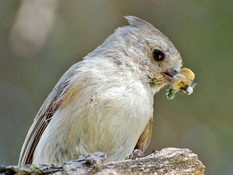 Oak Titmouse (Baeolophus inornatus)