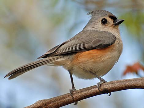 Tufted Titmouse (Baeolophus bicolor)