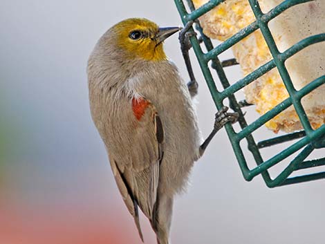 Verdin (Auriparus flaviceps)