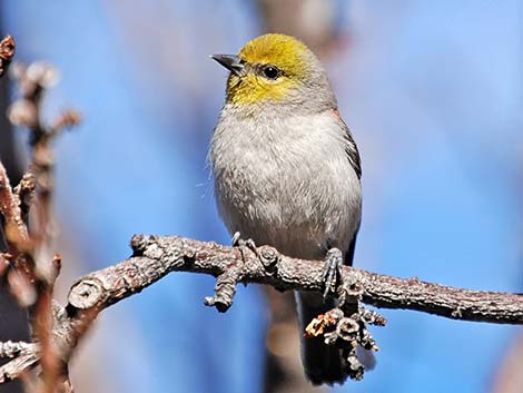 Verdin (Auriparus flaviceps)