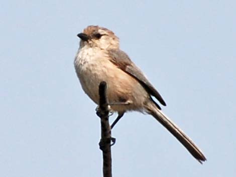 Bushtit (Psaltriparus minimus)