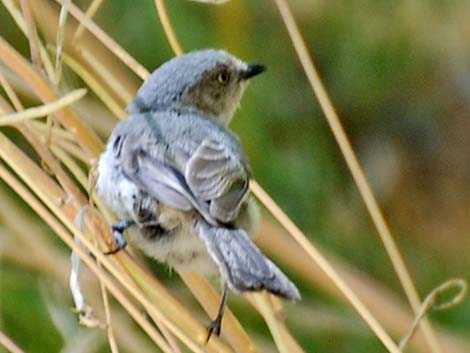 Bushtit (Psaltriparus minimus)