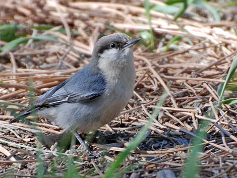 Pygmy Nuthatch (Sitta pygmaea)