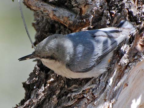 Pygmy Nuthatch (Sitta pygmaea)