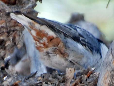 White-breasted Nuthatch (Sitta carolinensis)