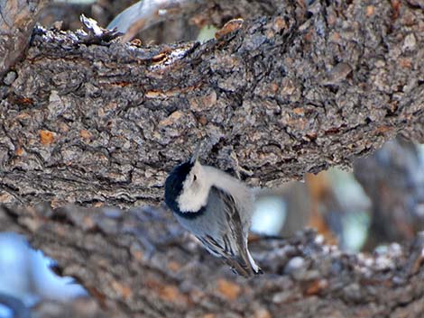 White-breasted Nuthatch (Sitta carolinensis)