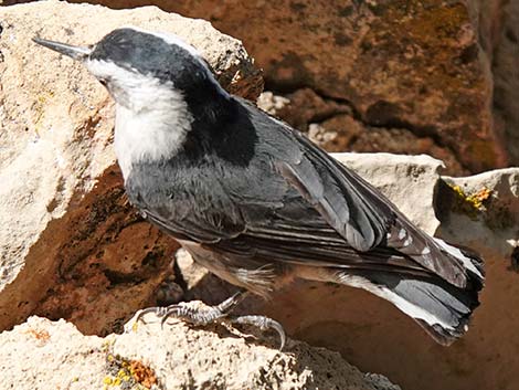 White-breasted Nuthatch (Sitta carolinensis)