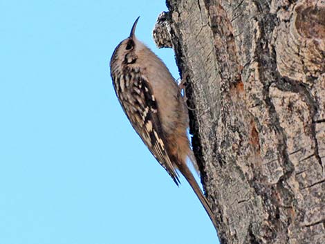 Brown Creeper (Certhia americana)