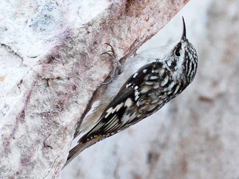 Brown Creeper (Certhia americana)