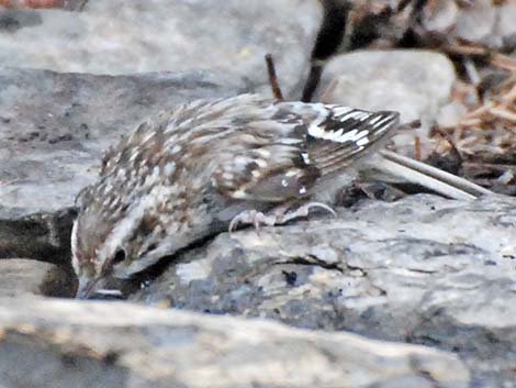 Brown Creeper (Certhia americana)