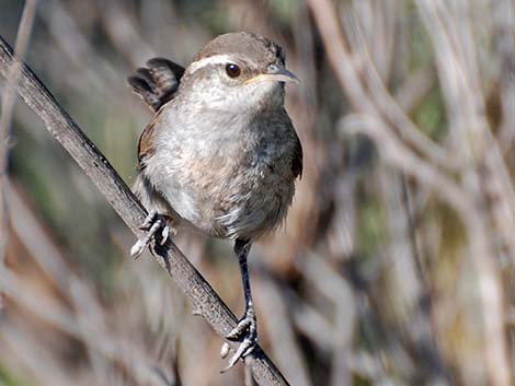 Bewick's Wren (Thryomanes bewickii)