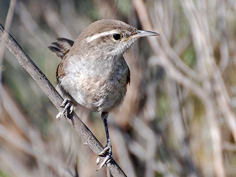 Bewick's Wren (Thryomanes bewickii)