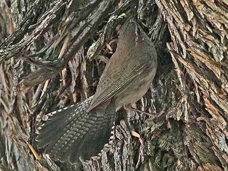 Bewick's Wren (Thryomanes bewickii)