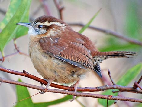 Carolina Wren (Thryothorus ludovicianus)