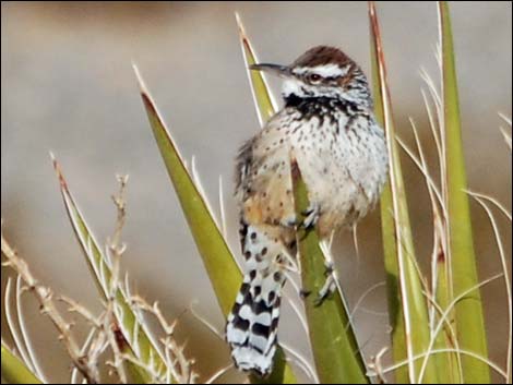 Troglodytidae, Cactus Wren