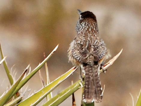 Cactus Wren (Campylorhynchus brunneicapillus)