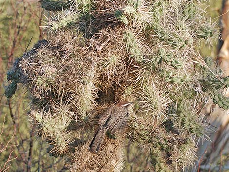 Cactus Wren (Campylorhynchus brunneicapillus)