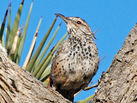 Cactus Wren (Campylorhynchus brunneicapillus)