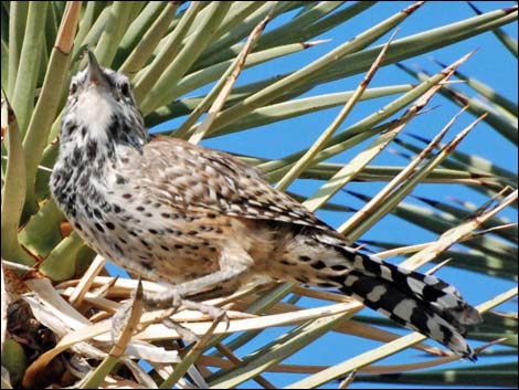 Cactus Wren (Campylorhynchus brunneicapillus)